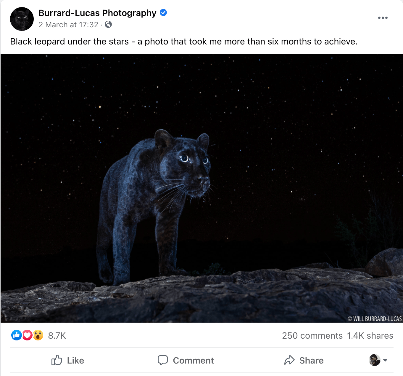 Burrard-Lucas Photography's photo post - black leopard